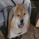 thumbnail image 4 of Shiba Inu Mochila de Cuerdas para Deportes y Gimnasio, Bolsa de Cuerdas Resistente al Agua, Bolsa Cinch, 30×40cm, 4 of 6