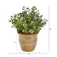 thumbnail image 2 of Planta artificial casi natural de eucalipto sedum, suculenta, 25 cm, 2 of 3