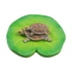 thumbnail image 3 of Escultura Simulada De Tortugas Posadas Sobre Hoja De Loto De 10 X 3,5 Cm Para Piscina, 3 of 5