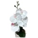 thumbnail image 3 of Orquidea pequena, 3 of 7