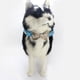 thumbnail image 5 of Collar de moda de cuero con baño de diamantes y anillas para paseos con cachorros, gatos, cachorros y gatitos., 5 of 5