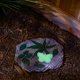 thumbnail image 5 of Sendero de jardín Stepping Stone Accent Plus con mariposas brillantes, 5 of 8
