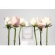 thumbnail image 4 of Perfume Michael Malul Joie de Vie Blush Eau de Parfum, 100 ml, 4 of 7