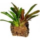 thumbnail image 4 of Sphagnum Moss besgrow Premium New Zealand 150 g (12 L hidratado), 4 of 6