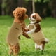 thumbnail image 4 of Unique Bargains Pañales para Perros Lavables y Reutilizables Pantalones Fisiológicos con Correa Ajustable Perros Pequeños Medianos Gatos S Amarillo, 4 of 7
