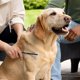 thumbnail image 4 of Peine Desenredante De Doble Cara Para Perros Y Gatos, 4 of 9