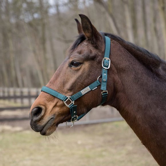 Cabezal Lettia EquiFine Black Forest Oversize