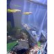 thumbnail image 4 of Almejas vivas Florida Live 15 unidades color marrón/dorado, 4 of 6