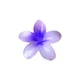 thumbnail image 2 of Clip para Cabello, Flor, 1 Un, 2 of 9
