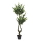 thumbnail image 1 of Olivo 147 Cm, 1 of 4