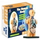 thumbnail image 1 of Modelo Anatómico Cuerpo Humano Armable Juguete Científico, 1 of 3
