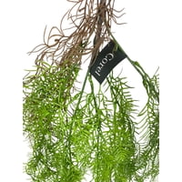Corel - Helecho Colgante De Pino 100Cm