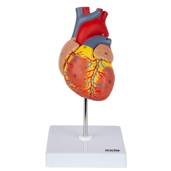 Modelo anatómico de corazón Axis Scientific Deluxe a tamaño natural