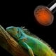thumbnail image 3 of Bombilla de calor de cerámica, emisor de calor infrarrojo para reptiles, lámparas calefactoras, bombillas para criaderos de mascotas, gallineros, lagartos, dragones barbudos, tortugas, serpientes, acu, 3 of 8