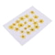 thumbnail image 3 of 20x amarillo natural real prensado flores secas diy artes artesanales suministro 1.2-2cm, 3 of 5