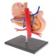 thumbnail image 1 of 2: 3 Páncreas De Estómago Humano Humano Con órganos Internos Modelo De Anatomía Modelo, 1 of 4