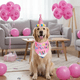 thumbnail image 5 of Kit De Decoración Rosa Cumpleaños Perro Bandana Gorro Globos, 5 of 5