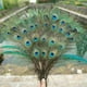 thumbnail image 2 of 10PCS Plumas Pavo Real Naturales Decoración Artesanía 40-50 Cms para decorar jarrones., 2 of 3