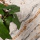 thumbnail image 5 of Alfombra Oak 060X240 C1217A, 5 of 6