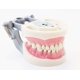 thumbnail image 1 of Tipodonto dental Plutusdental modelo 200 con dientes removibles, 1 of 2