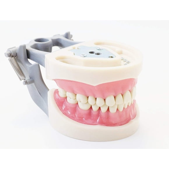 Tipodonto dental Plutusdental modelo 200 con dientes removibles