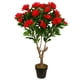 thumbnail image 2 of Arbol de Rododendro rojo de 120 cm, 2 of 2