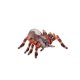 thumbnail image 1 of Peluche Wild Republic Living Earth Tarántula 30 cm, 1 of 1
