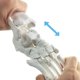thumbnail image 5 of Modelo de pie y tobillo humanos EVOTECH SCIENTIFIC, tamaño natural, 5 of 9