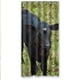 thumbnail image 1 of Cortina de ducha de vaca, juego de cortina de baño con ganchos, tamaño 36 x 72 pulgadas, 1 of 3