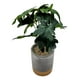 thumbnail image 2 of Planta Artificial Tropical Macetero Ceramica Gris Con Dorado, 2 of 7