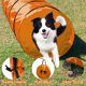 thumbnail image 4 of Túnel de Agilidad para Perros GeerDuo 3 m Naranja con Estacas y Bolsa, 4 of 8