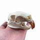 thumbnail image 5 of Cráneo de Nutria Wugakio de 11 cm – Especimen de Hueso Real, 5 of 8
