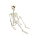thumbnail image 5 of Esqueleto Articulado De Halloween, Esqueleto Humano Realista, Accesorio Para Halloween, 5 of 5