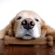 thumbnail image 4 of Juguete Nylabone Strong Chew Sabor Pollo para perros grandes 14 cm 23 kg, 4 of 8