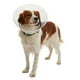 thumbnail image 4 of Collar Isabelino Para Perros Cono Ajustable 25 cm, 4 of 4