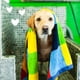 thumbnail image 5 of Champú para perros Earthbath 3,8 L Manteca de Karité Cuidado de la Caspa, 5 of 6