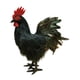 thumbnail image 3 of Modelo de simulación de gallo, figura de gallo de simulación, accesorio fotográfico, estatua de jardín de decoración al aire libre realista para jardí Negro, 3 of 5