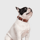 thumbnail image 5 of Collar para perros Cornertrace: collar de piel de vaca auténtica para perros pequeños y medianos., 5 of 5