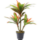thumbnail image 2 of Dracena hoja multicolor de 75 cm, 2 of 2