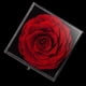 thumbnail image 3 of Rosa Preservada Lovappy Eternal Enchanted con Collar Rojo, 3 of 3