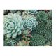 thumbnail image 2 of Rompecabezas Galison Jardín de Suculentas 500 Piezas Doble Cara, 2 of 9