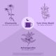 thumbnail image 4 of Té de hierbas Organic India Tulsi Sleep Holy Basil, 18 bolsas, paquete de 3, 4 of 7