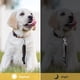 thumbnail image 2 of conectores para collar de perro, correa de clip de doble extremo, clip de respaldo para collar de perro, correa de nailon reflectante, collar de respaldo para cachorros (negro, gris), 2 of 7