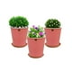 thumbnail image 1 of Set de 3 Macetas Zaia 15 cm Rosa Alegre y sus platos, 1 of 3