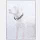 thumbnail image 4 of Collar para perros pequeños, medianos y grandes: collar para mascotas de estilo étnico especialmente diseñado., 4 of 5