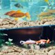 thumbnail image 5 of Coral Triturado YOSMAKIY 1000 g – Acuario de Agua Dulce, 5 of 6