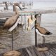thumbnail image 4 of Estatua decorativa de madera con forma de gaviota con forma de pájaro marino, 24,5 cm, 4 of 6