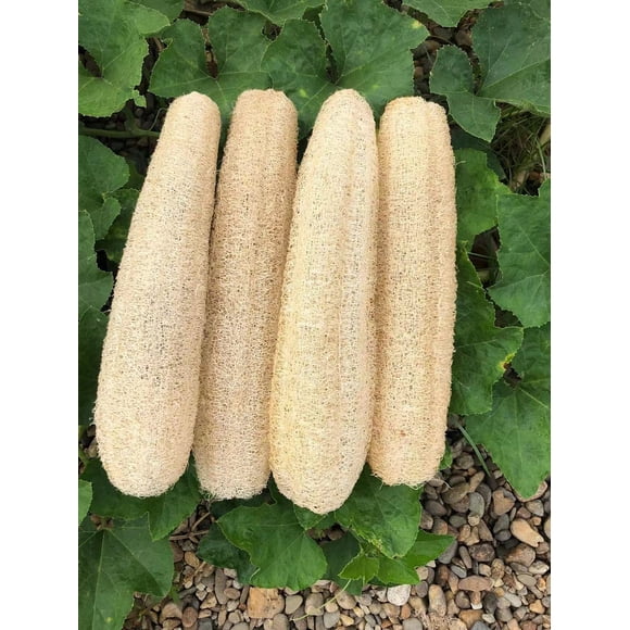 Esponjas de lufa YEMTAL, naturales y orgánicas, con forma de lufa, baño y ducha, 4 unidades