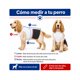 thumbnail image 5 of Traje de Huaso Chileno para Perro Talla XL, 5 of 10