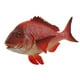 thumbnail image 2 of Modelo de Animal Marino Realista, Pargo Rojo, 2 of 3